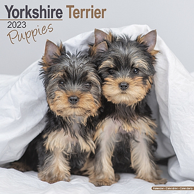 Yorkshire Terrier Puppy Calendar 2023 (Square)